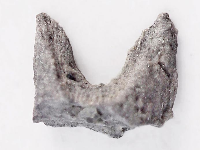 Elment de support brachial d'ammonite - fossiles jurassique Boulonnais
